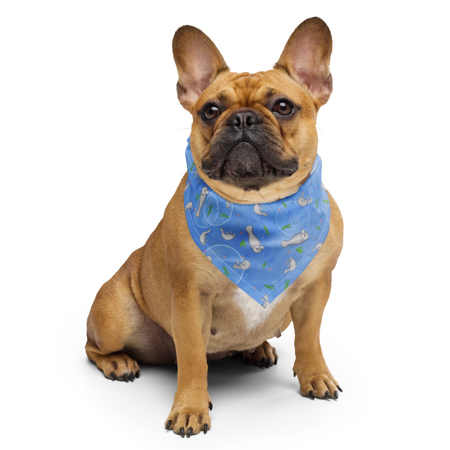 Manatee bandana. Small size shown as a neck bandana on a dog. Features patterned design of hand-illustrated manatees, seaweed, seashells, and bubbles on a blue  background.